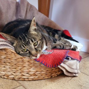 petsetting4