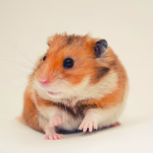 scared-syrian-hamster-with-funny-expression_124337-530